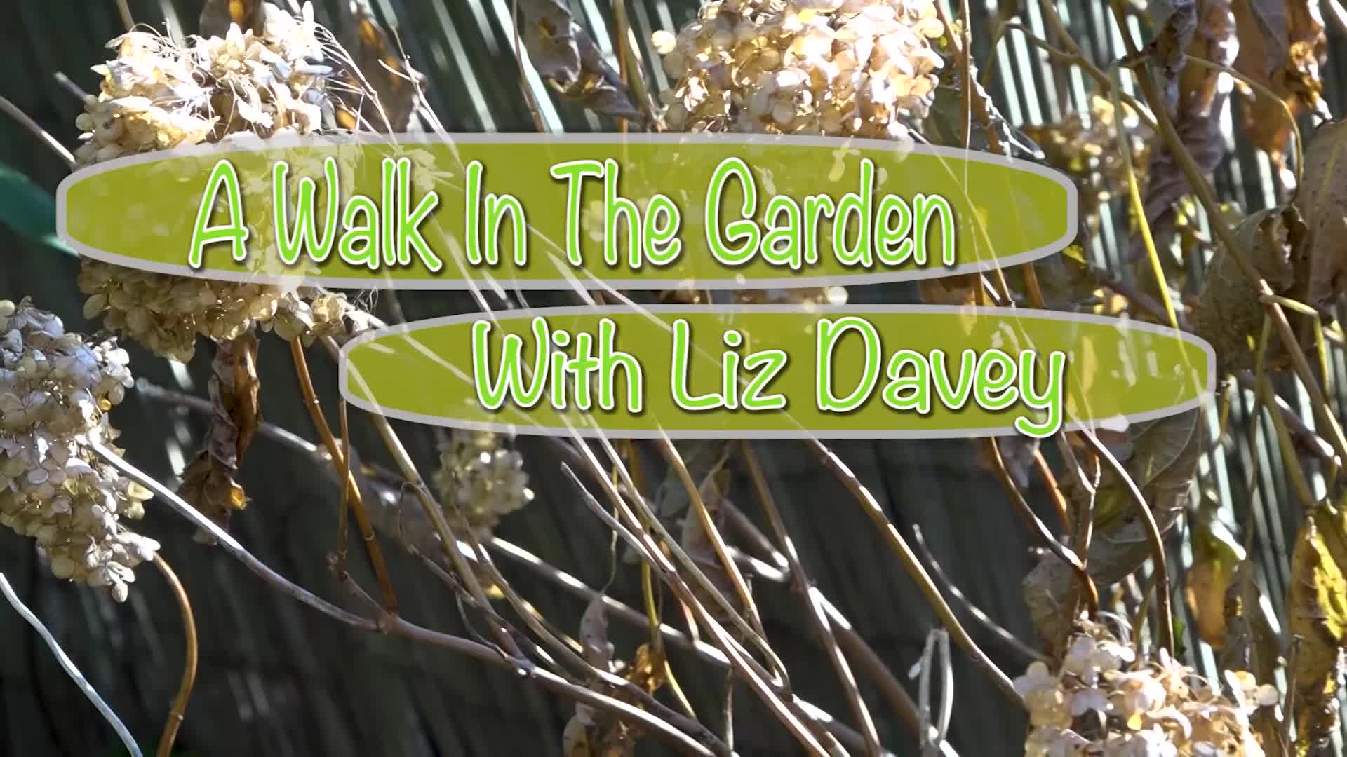 A Walk in the Garden with Liz Davey: Thanksgiving