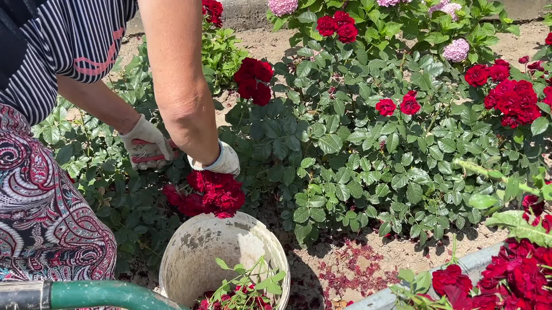 COOKING AND KIDS WITH VLADA / WHEAT HARVEST IN SERBIA AND SERBIAN BREAD