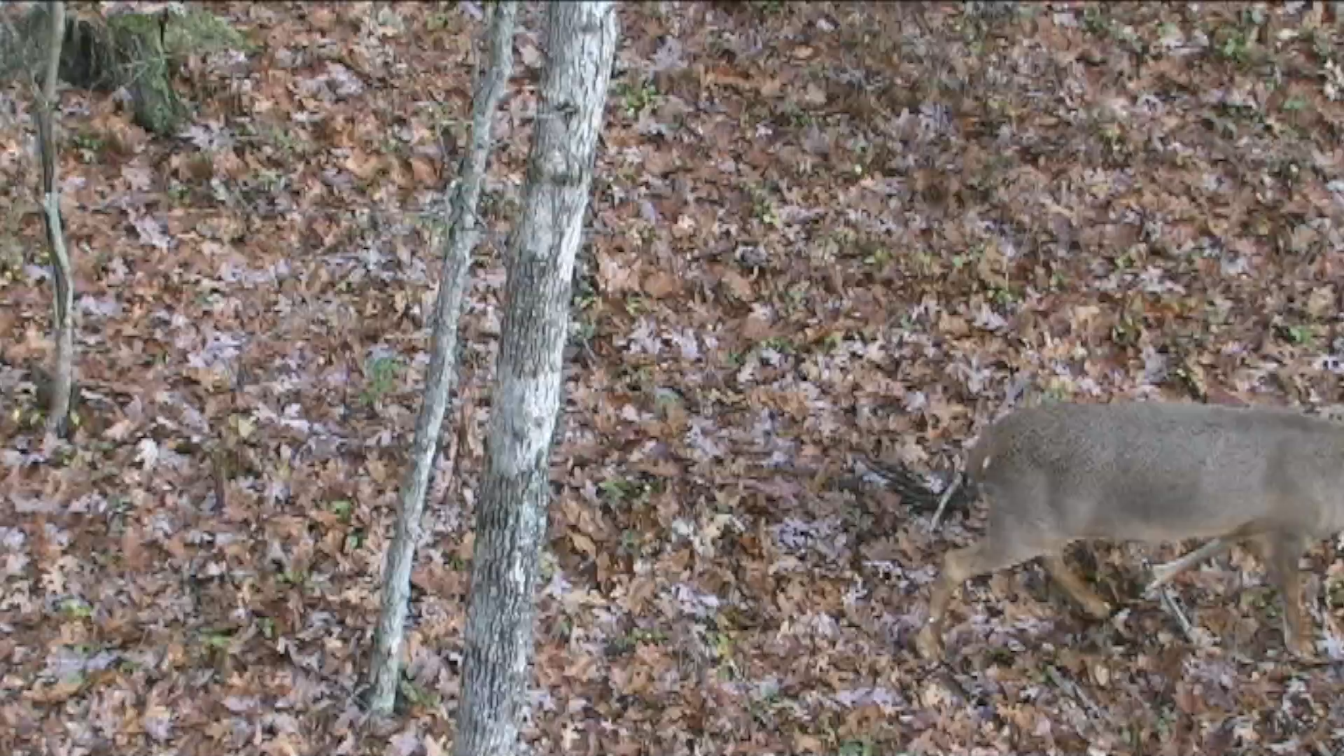 LIFES HIGHWAY In the Ohio Deer Woods