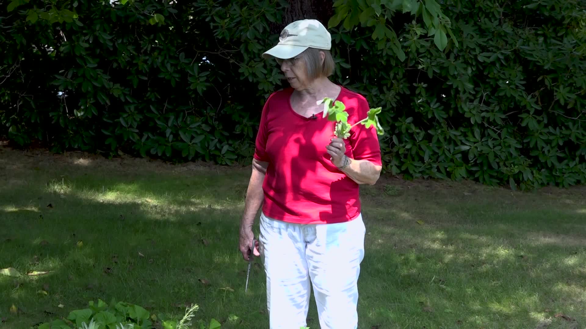 A walk in the Garden: Late August