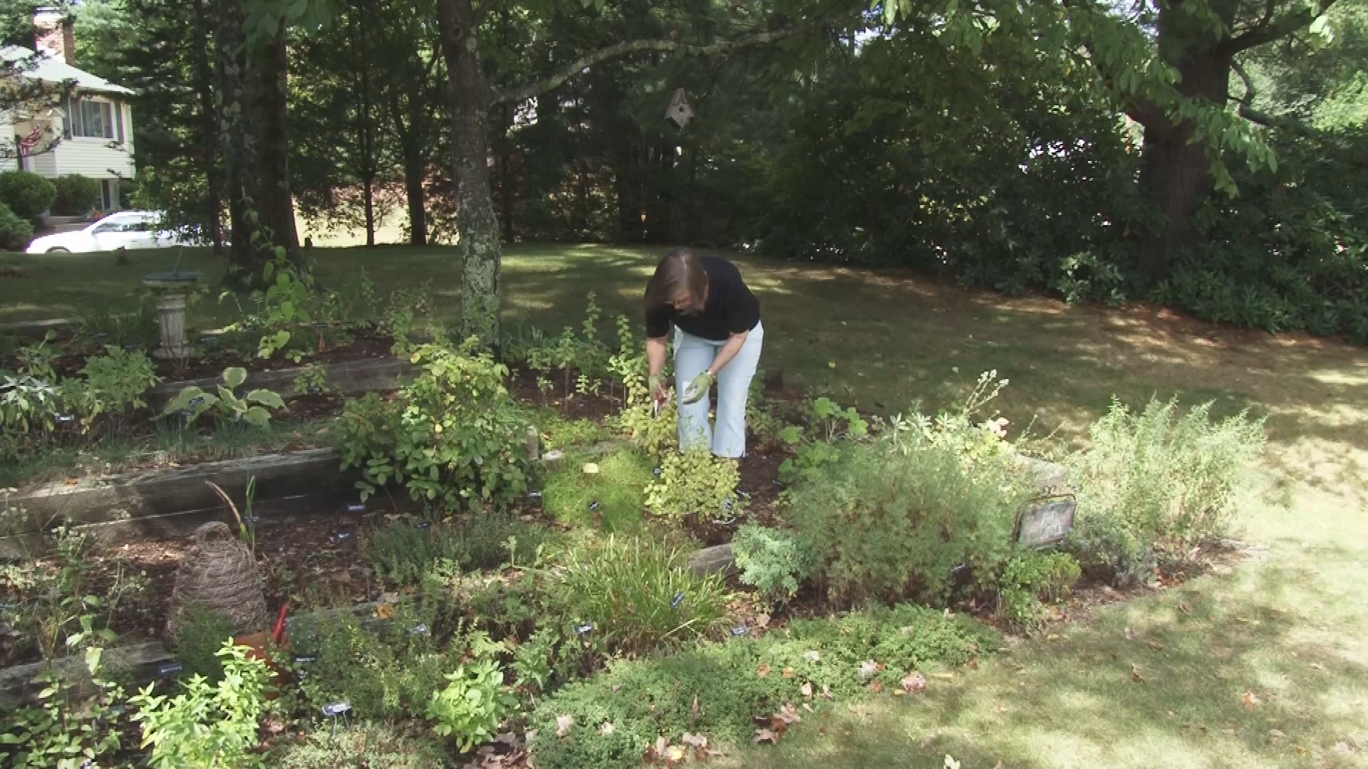 A Walk in the Garden